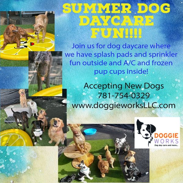 Doggie Works Dog Daycare, Dog Walking, Grooming, Pet Sitting